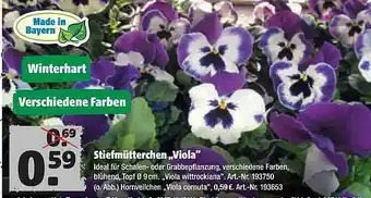 Hagebau Stiefmütterchen ,,viola Angebot