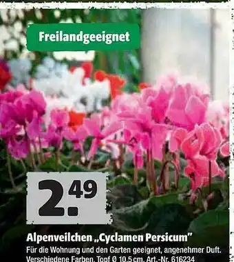 Hagebau Alpenveilchen ,,cylamen Persicum Angebot