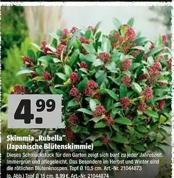 Hagebau Skimmia ,,rubella Angebot