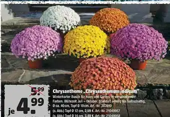 Hagebau Chrysantheme, Chrysanthemum Indicum Angebot