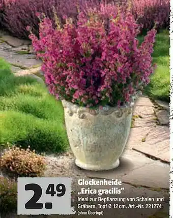 Hagebau Glockenheide „erica Gracilis” Angebot