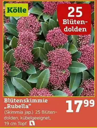 Pflanzen Kölle Blütenskimmie „rubella” Angebot