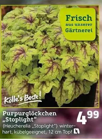 Pflanzen Kölle Kölle's Beste! Purpurglöckchen „stoplight” Angebot