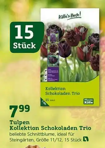 Pflanzen Kölle Tulpen Kollektion Schokoladen Trio Angebot