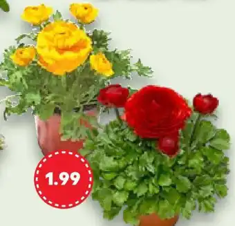 Kaufland Frühjahrs- pflanzen Angebot