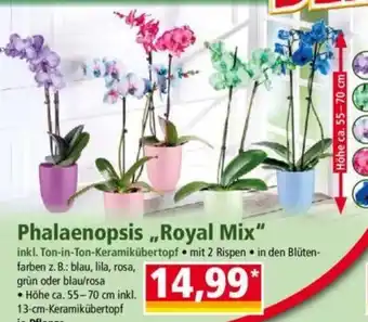 Norma Phalaenopsis „Royal Mix" Angebot