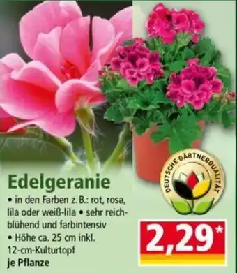 Norma Edelgeranie Angebot