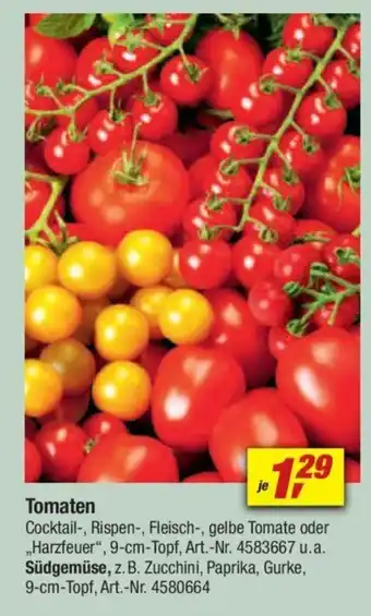 toom Baumarkt Tomaten Angebot