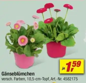 toom Baumarkt Gänseblümchen Angebot