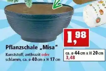 Thomas Philipps Pflanzschale Misa Angebot