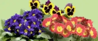 Thomas Philipps Hornveilchen Angebot