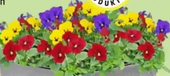 Thomas Philipps Viola Cornuta Trio Beautiful Colours Angebot