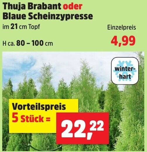 brabant thuja occidentalis Brabant Arborvitae main image 1