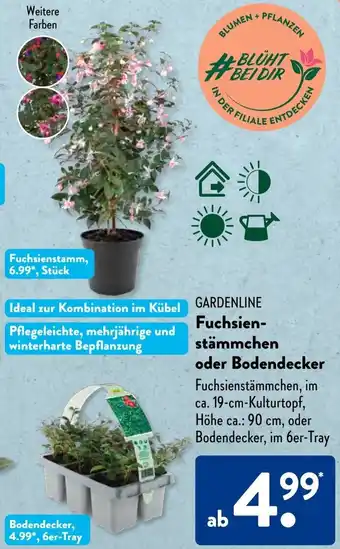 Aldi Süd Gardenline Fuchsienstämmchen oder Bodendecker Angebot