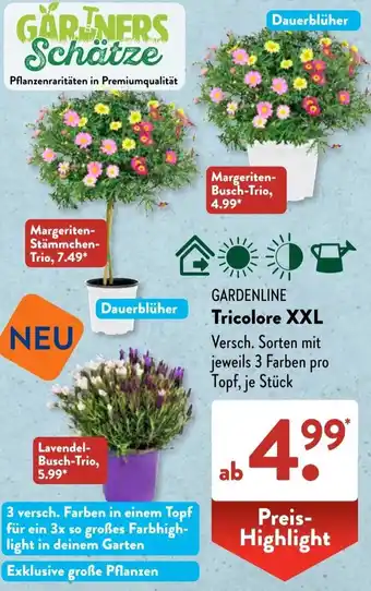 Aldi Süd GARDENLINE Tricolore XXL Angebot