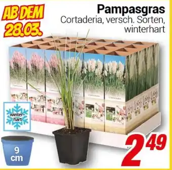 CENTERSHOP Pampasgras Angebot