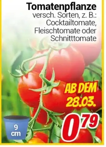 CENTERSHOP Tomatenpflanze Angebot