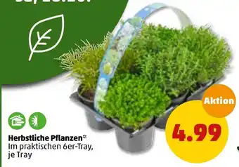 PENNY Herbstliche pflanzen Angebot