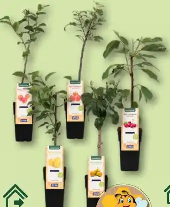 Aldi Nord Mini-Obstbaum Angebot