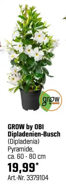 OBI GROW by OBI Dipladenien-Busch (Dipladenia) Pyramide, ca. 60 - 80 cm Angebot