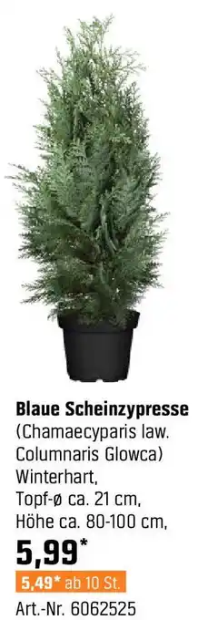 OBI Blaue Scheinzypresse (Chamaecyparis law. Columnaris Glowca) Winterhart, Topf-Ø ca. 21 cm Angebot