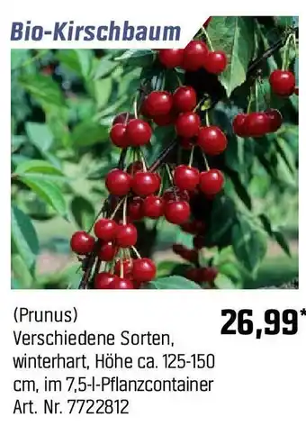 OBI Bio-Kirschbaum (Prunus) Angebot