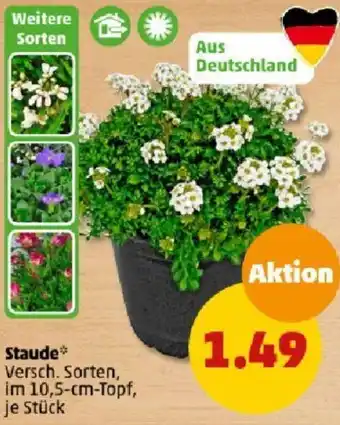 PENNY Staude Angebot