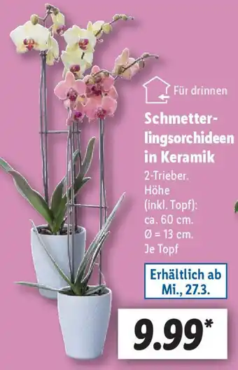 Lidl Schmetterlingsorchideen in Keramik Angebot