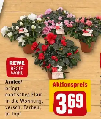 REWE Rewe beste wahl azalee Angebot