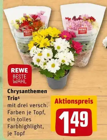 REWE Rewe beste wahl chrysanthemen trio Angebot