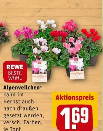 REWE Rewe beste wahl alpenveilchen Angebot