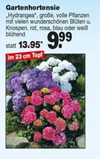 Repo Markt Gartenhortensie „Hydrangea“, große, volle Pflanzen Angebot