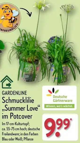 Aldi Nord GARDENLINE Schmucklilie „Summer Love" im Potcover Angebot