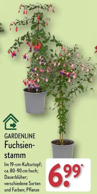 Aldi Nord GARDENLINE Fuchsienstamm Angebot