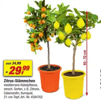 toom Baumarkt Zitrus-Stämmchen Angebot