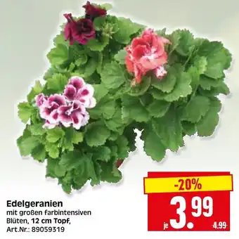 Herkules Baumarkt Edelgeranien mit großen farbintensiven Blüten, 12 cm Topf Angebot