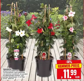 Herkules Baumarkt Dipladenia Angebot