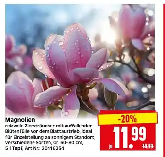 Herkules Baumarkt Magnolien Angebot