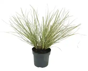 Hornbach Weißgestreiftes FloraSelf Cortaderia selloana 'Julia' H 15-80 cm Co 3 L Angebot