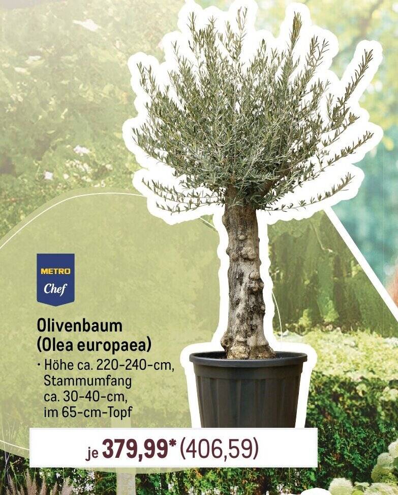 METRO Chef Olivenbaum (Olea europaea) Angebot bei METRO