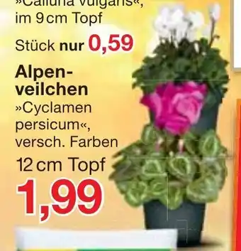 Jawoll Alpenveilchen Angebot