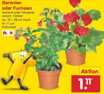 Netto Marken-Discount Geranien oder Fuchsien Angebot