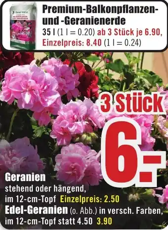 B1 Discount Baumarkt Geranien oder Edel-Geranien Angebot