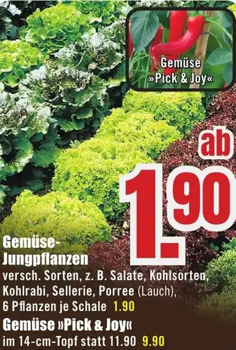 B1 Discount Baumarkt Gemüse Jungpflanzen Angebot