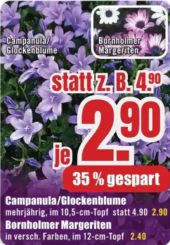 B1 Discount Baumarkt Campanula/ Glockenblume Angebot