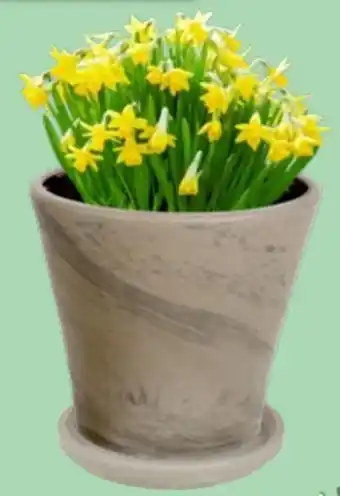 Thomas Philipps Terrakotta Übertopf Rio Angebot