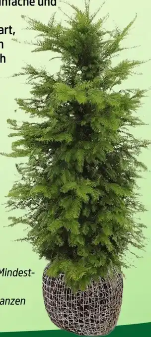 Thomas Philipps Taxus Baccata Angebot