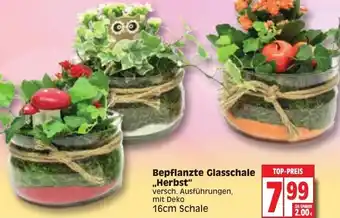 Edeka Bepflanzte Glasschale Herbst 16cm Angebot