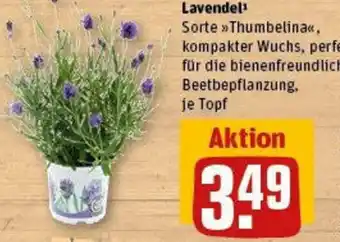 REWE Lavendel Angebot