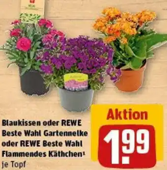 REWE Blaukissen oder REWE Beste Wahl Gartennelke oder REWE Beste Wahl Flammendes Käthchen Angebot